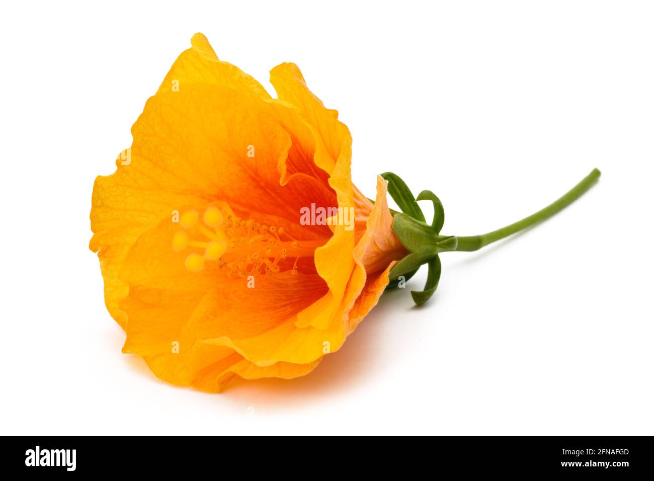 Hibiskusblüte isoliert auf weißem Hintergrund Stockfoto