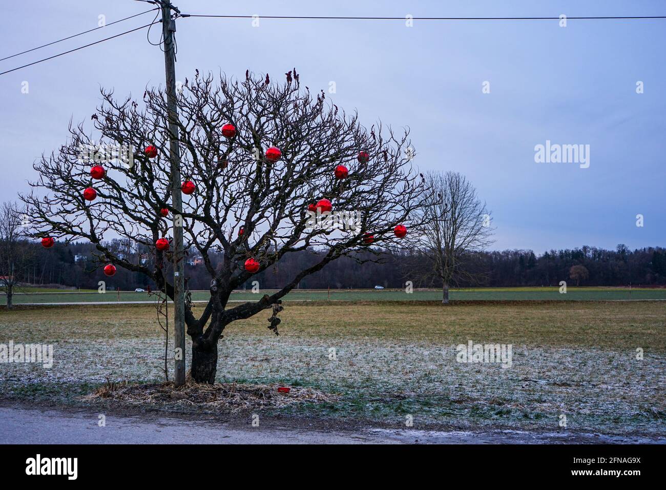 Menschen schmücken einen Baum mit Weihnachtsschmuck für Weihnachten. Stockfoto