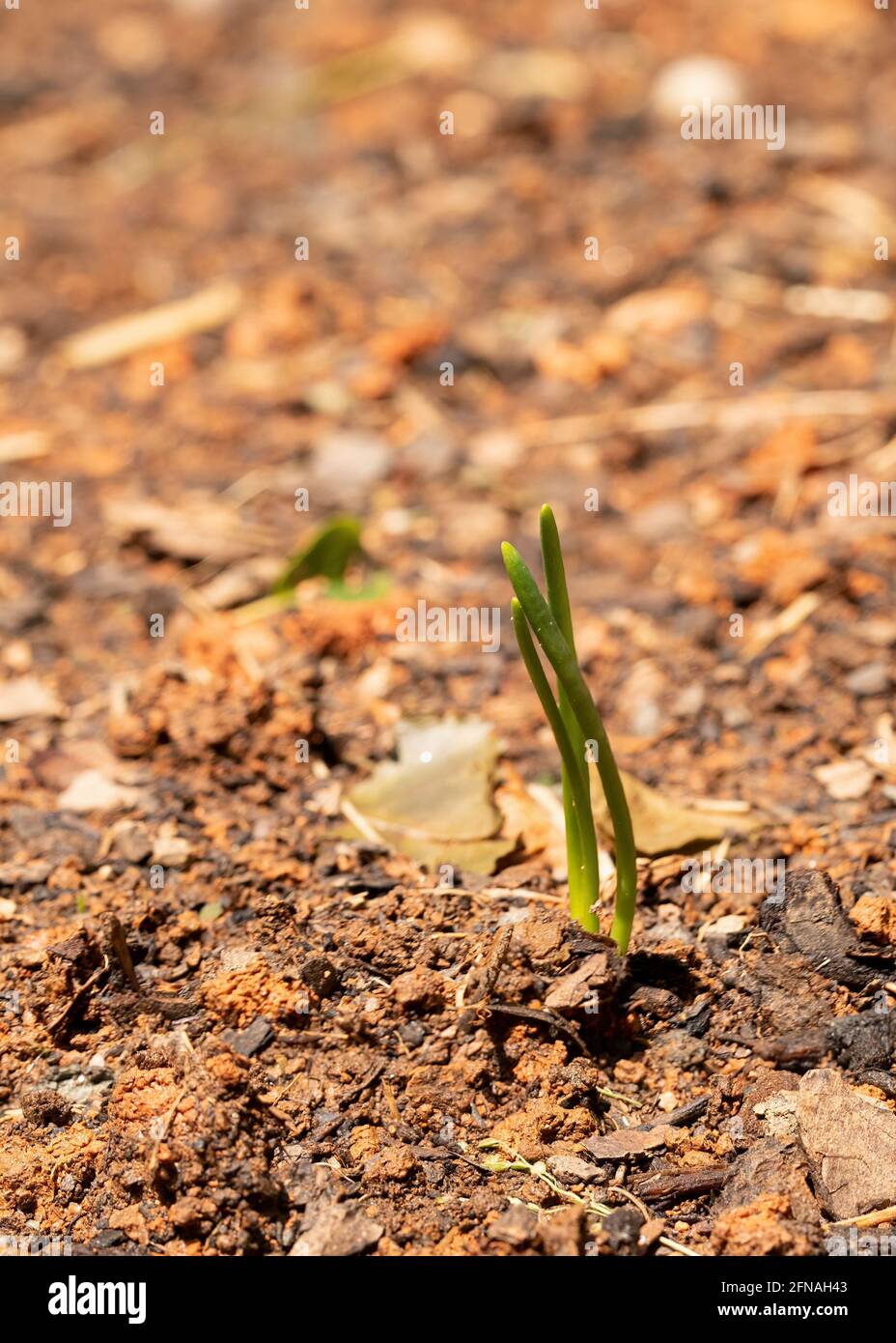 Eine Zwiebelpflanze ist in einem Garten im Hinterhof gekeimt. Stockfoto