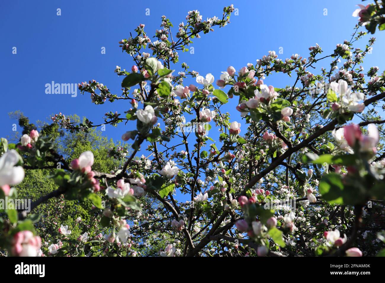 Schöne abstrakte Frühling Natur Hintergrund. Blühender Apfelbaum im Garten. Zweige mit Blume Stockfoto