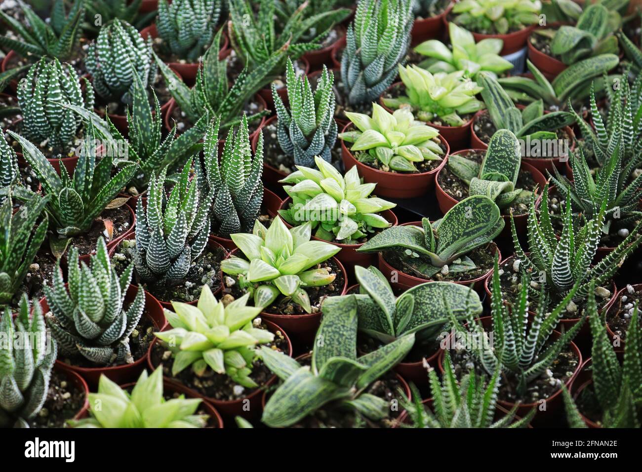 Reihen von winzigen Haworthia-, Little Warty- und Aloe-Pflanzen Stockfoto