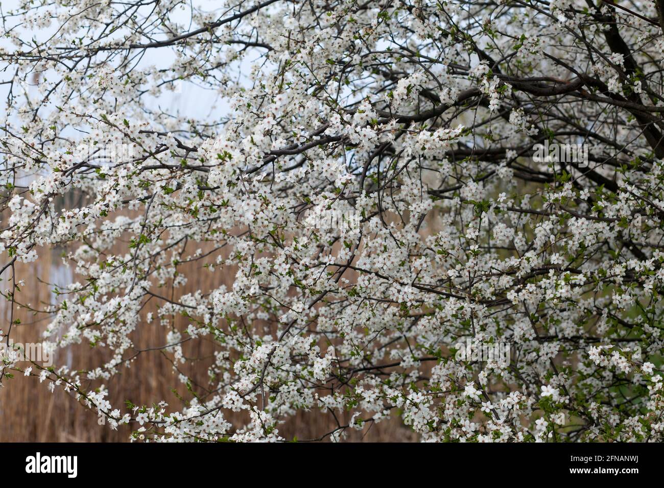 Blühender Frühlingsgarten an einem sonnigen Tag. Stockfoto