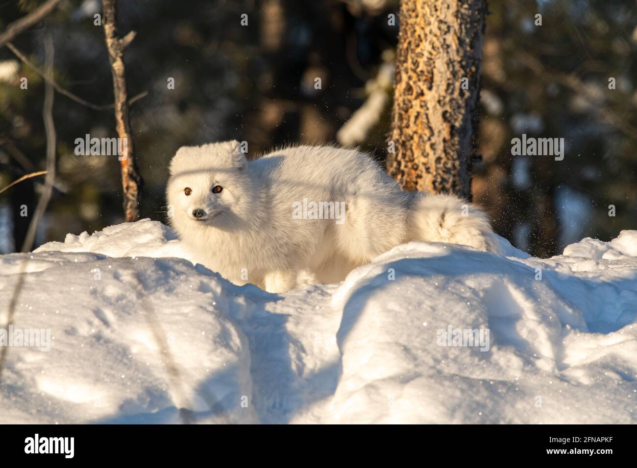 Ein süßer, kleiner weißer arktischer Fuchs, der in der Wintersaison gesehen wird, mit flauschigem Fell auf einem verschneiten Hügel mit Wald und Waldhintergrund. Stockfoto