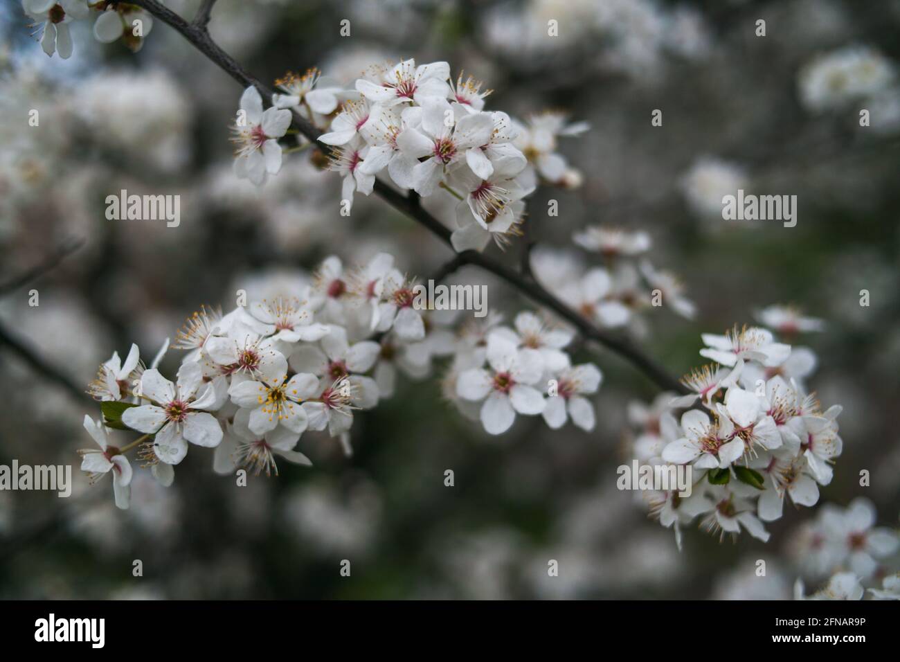 Schöne Natur Frühling Hintergrund. Nahaufnahme von Zweigen von Obstbäumen mit weißen Blüten. Stockfoto