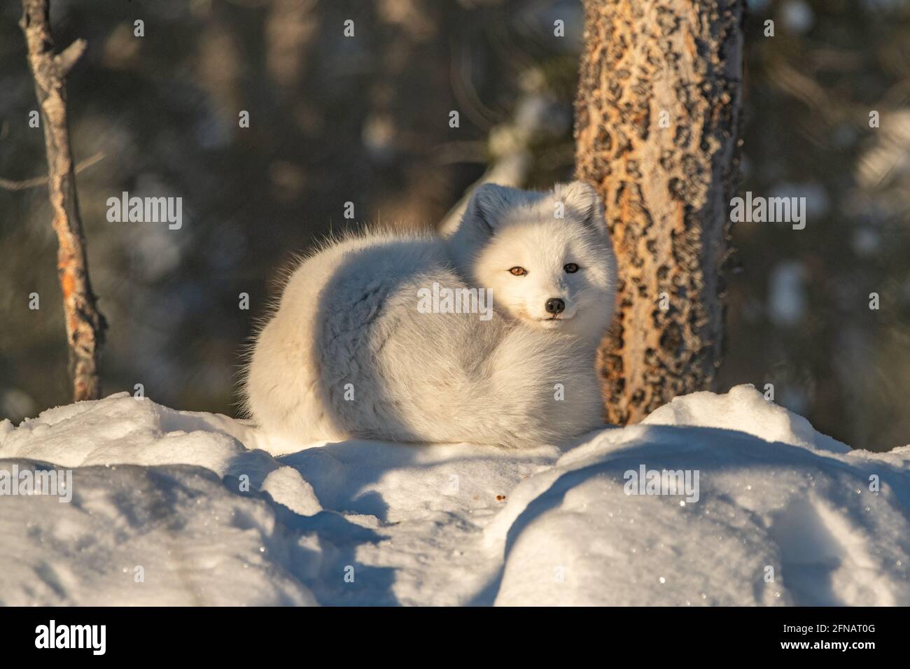 Ein süßer, kleiner weißer arktischer Fuchs, der in der Wintersaison gesehen wird, mit flauschigem Fell auf einem verschneiten Hügel mit Wald und Waldhintergrund. Stockfoto