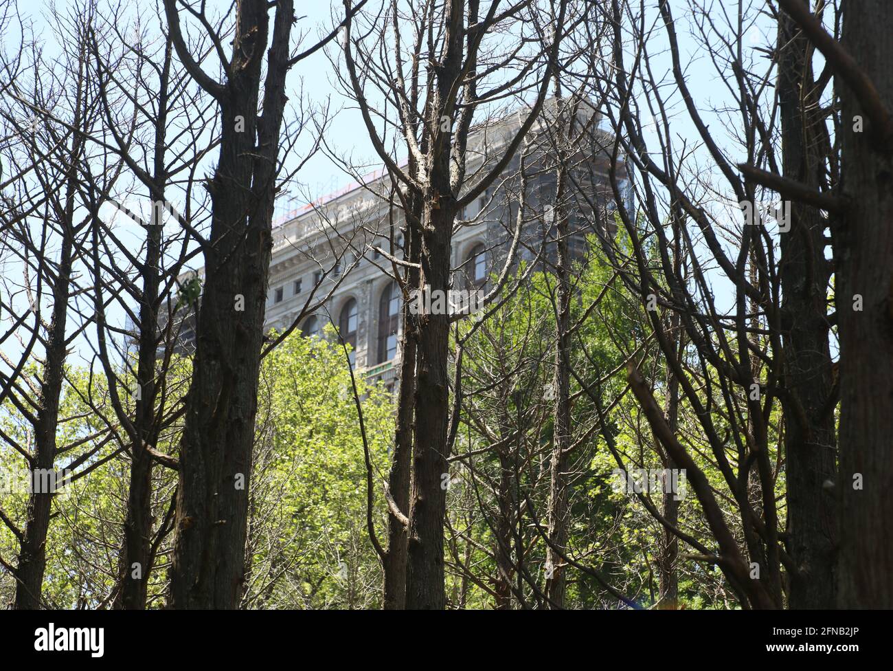 New York, New York, USA. Mai 2021. Ein Blick auf die Ausstellung „Ghost Forest“ im Madison Square Park von der Künstlerin Maya Lin, die das Vietnam Veterans Memorial in Washington entworfen hat. DC. Das ikonische Flatiron Building ist im Hintergrund zu sehen.die Ausstellung soll das Bewusstsein für den Klimawandel und den Verlust von Wäldern auf der ganzen Welt schärfen. Der Künstler verwendete 49 tote weiße Zedernbäume aus den Pine Barrens von New Jersey, die durch die Salzwasserüberflutung zerstört wurden. Quelle: Nancy Kaserman/ZUMA Wire/Alamy Live News Stockfoto