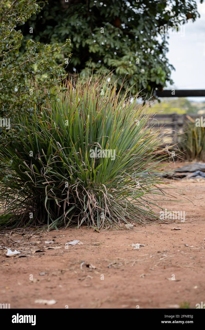 Zitronengraspflanze der Art Cymbopogon citratus mit selektiven Fokus Stockfoto