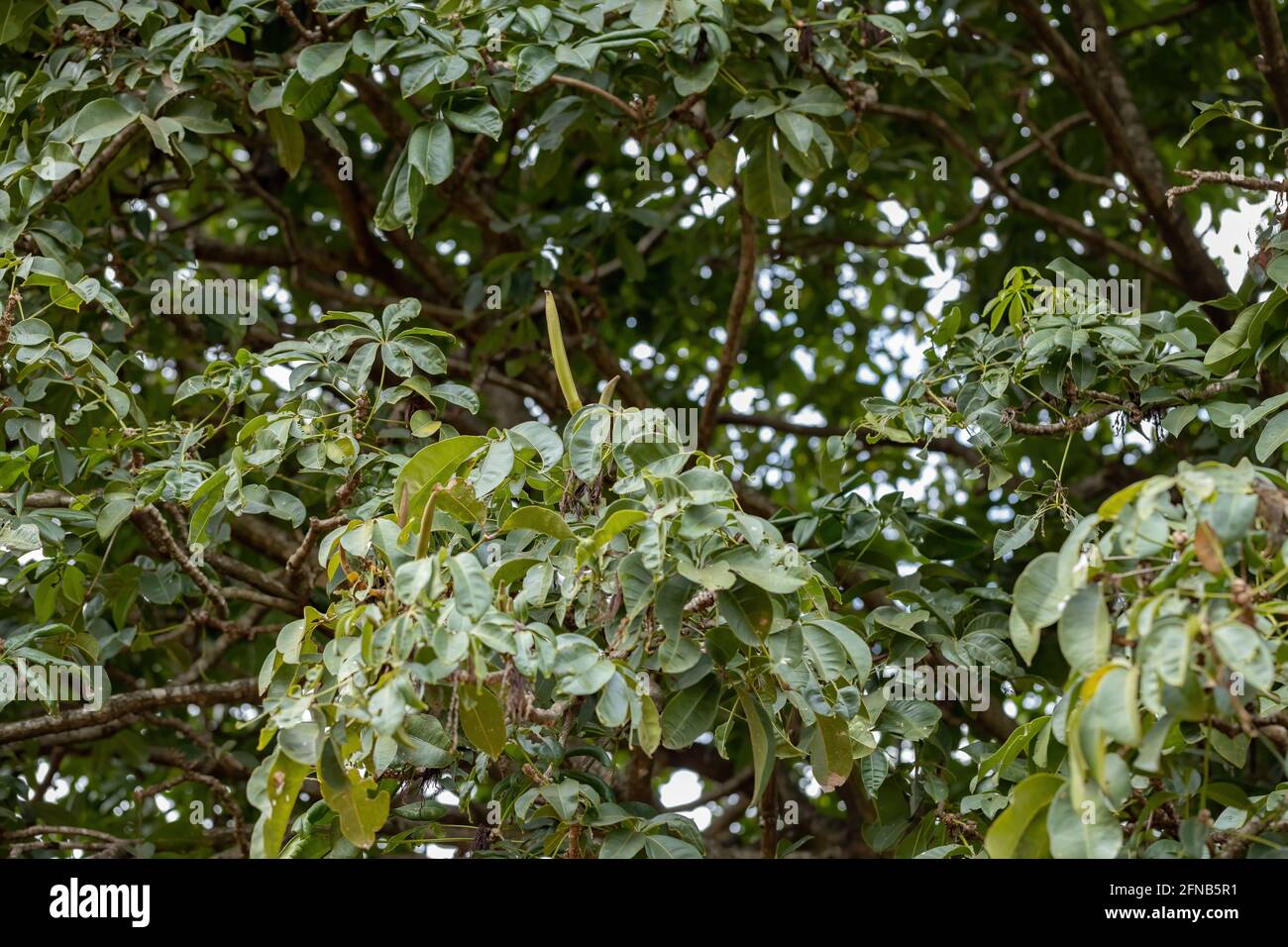 Brasilianischer Vorrat Baum der Art Pachira aquatica Stockfoto