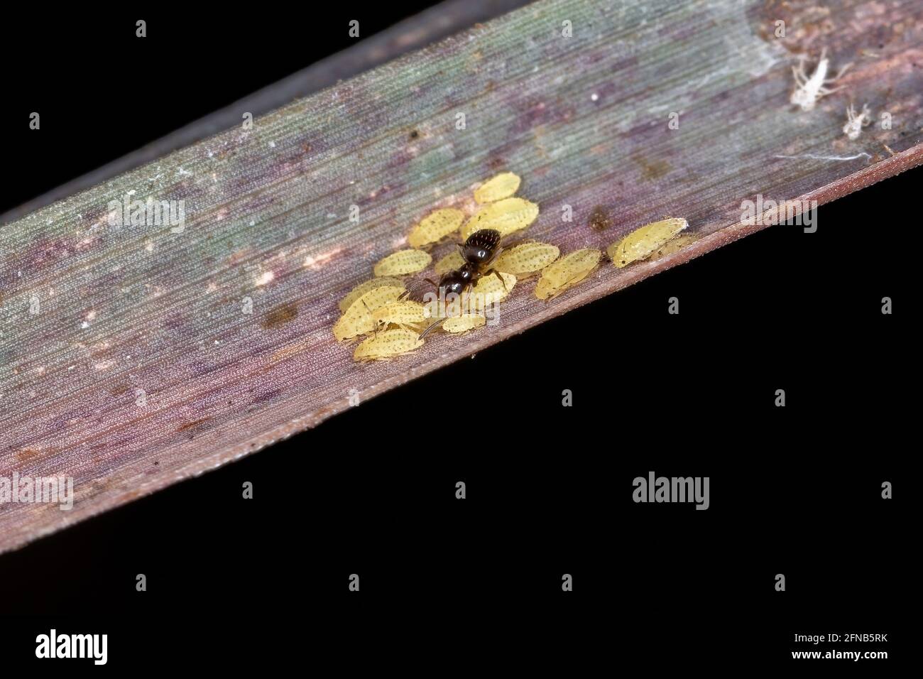 Kleine gelbe Blattläuse Nymphen der Art Sipha flava fressend Ein Zitronengrasblatt der Art Cymbopogon citratus while Sie werden durch Rover A geschützt Stockfoto