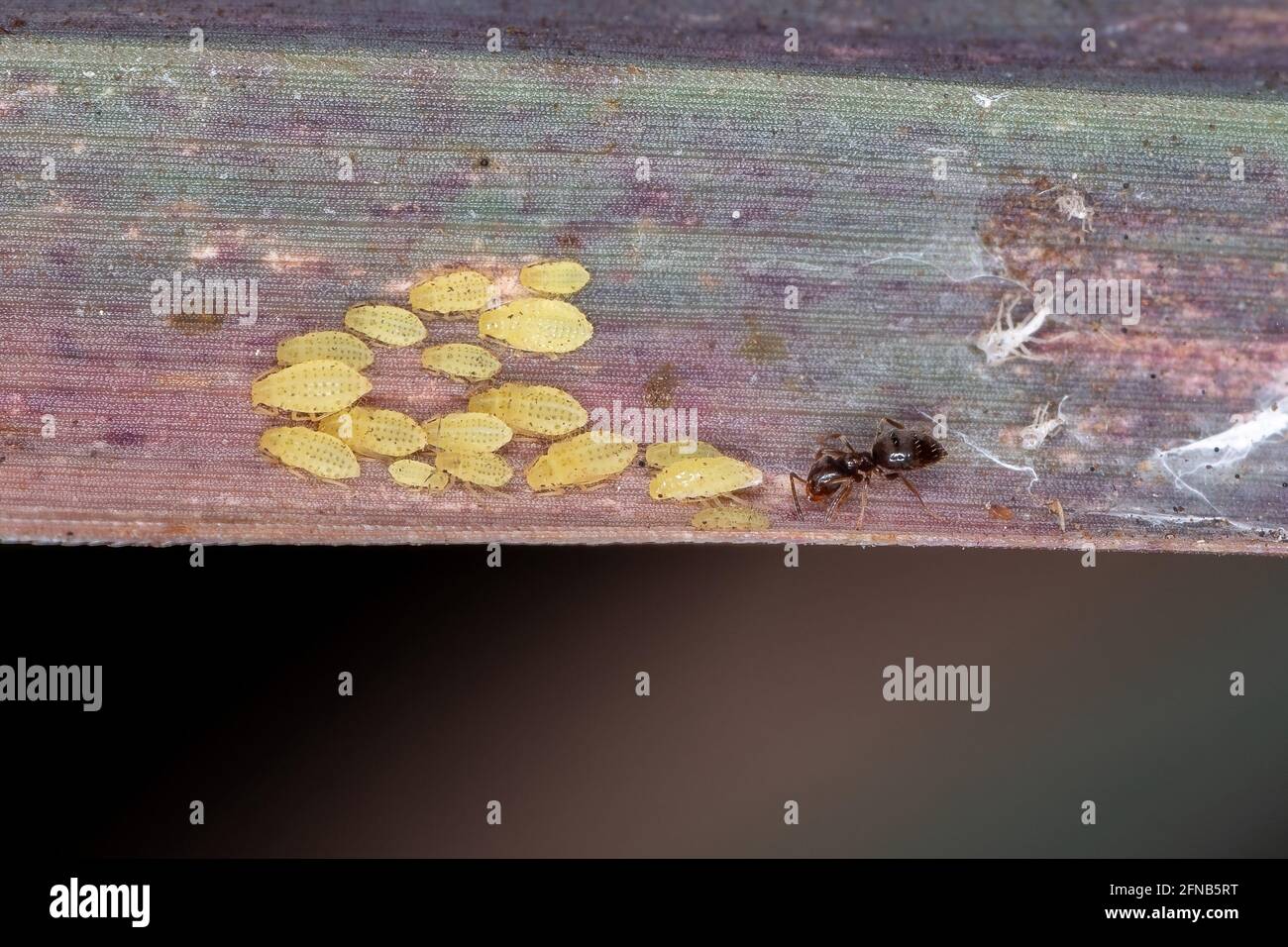 Kleine gelbe Blattläuse Nymphen der Art Sipha flava fressend Ein Zitronengrasblatt der Art Cymbopogon citratus while Sie werden durch Rover A geschützt Stockfoto