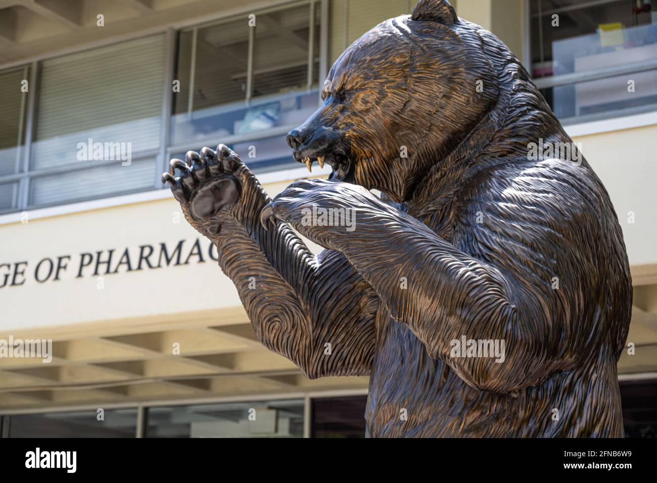 Bronzestatue für die Bären der Mercer University vor dem Gebäude des College of Pharmacy auf dem Campus von Mercer in Atlanta, Georgia. (USA) Stockfoto