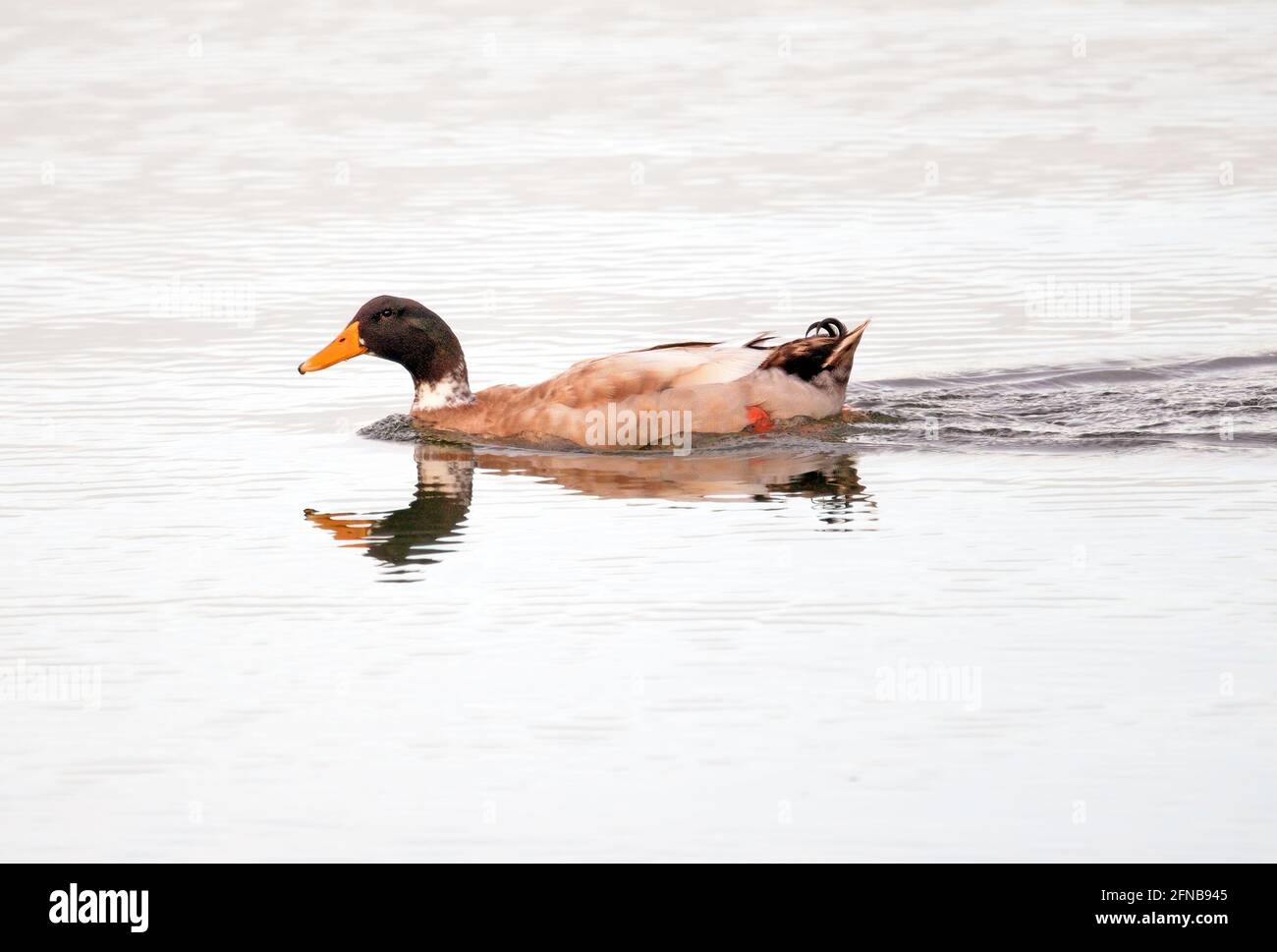 Eine einheimische mallard-Hybridente, die in einem See schwimmt Australien Stockfoto