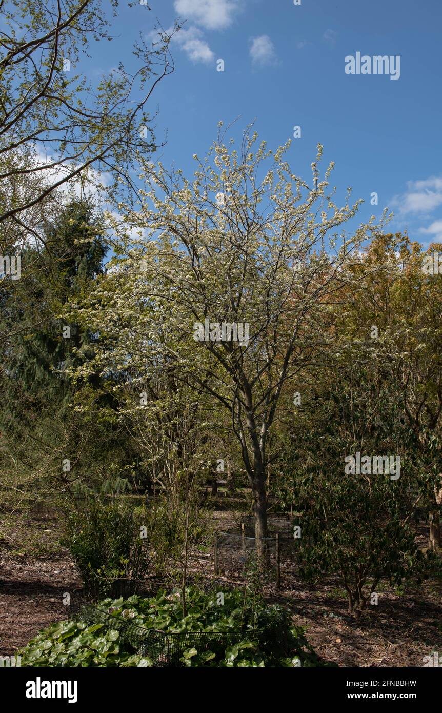 Frühlingsweisse Blüte auf einem Laub-Himalaya-Birnenbaum (Pyrus pashia), der in einem Waldgarten im ländlichen Devon, England, wächst Stockfoto