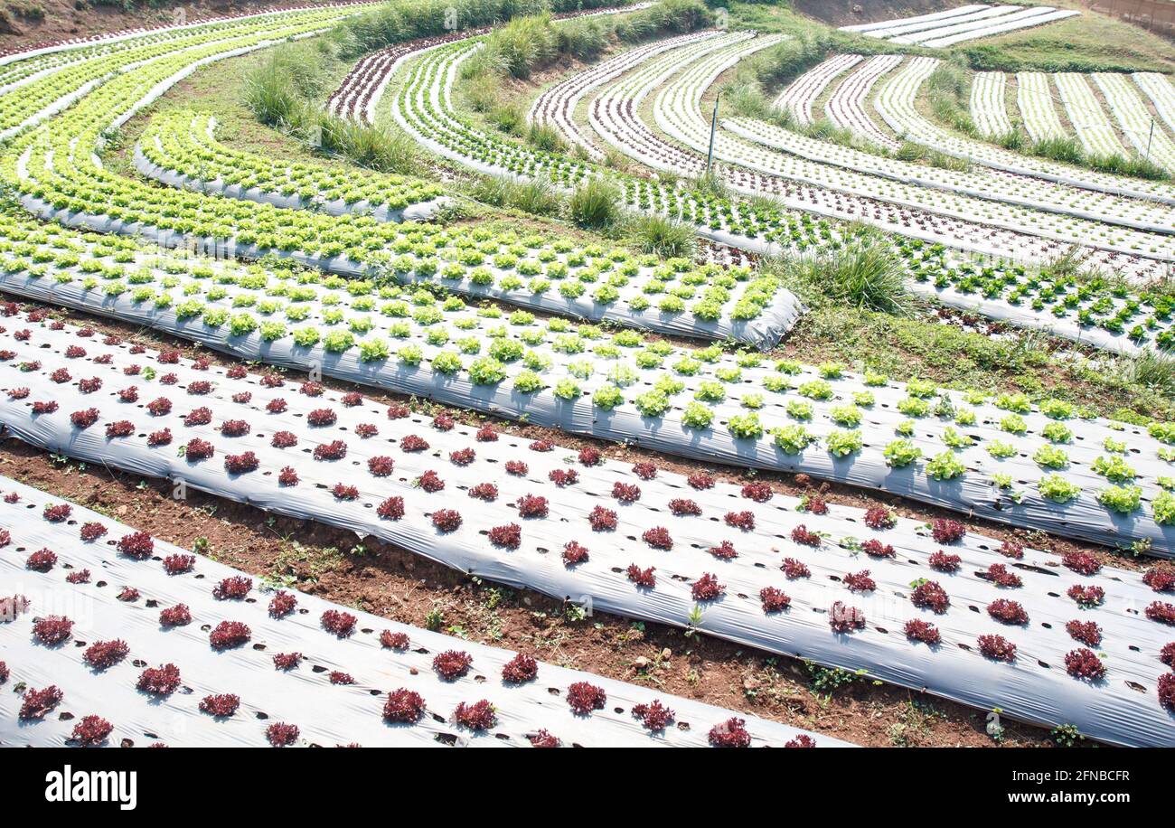 Prevents Soil Erosion Stockfotos Und Bilder Kaufen Alamy