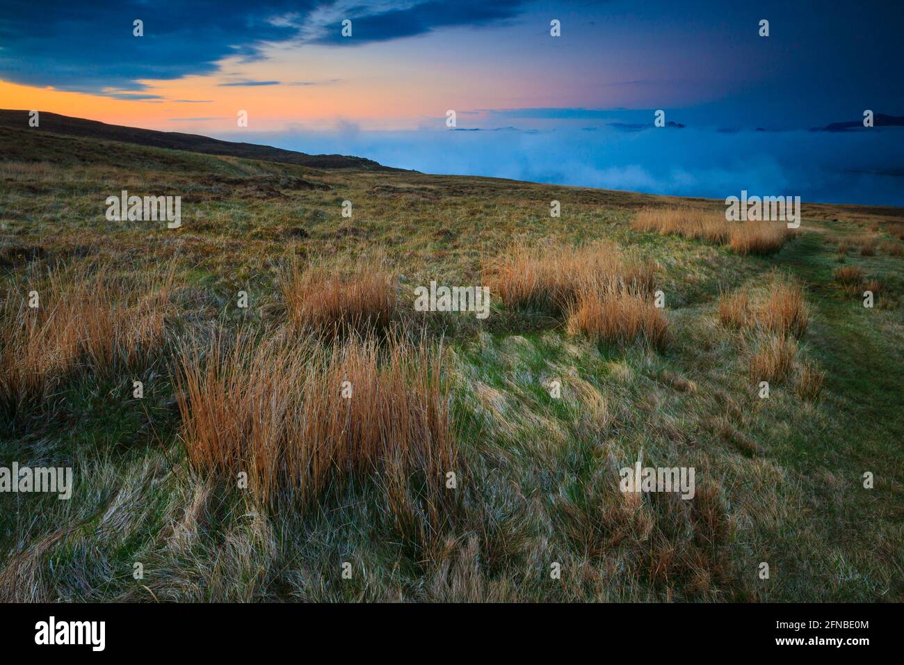 Wunderschöne Frühlingslandschaft bei Sonnenuntergang mit grasbewachsenen Sümpfen und Meeresboden auf Runde Island, Herøy kommune, Atlantikküste, Møre Og Romsdal, Norwegen. Stockfoto