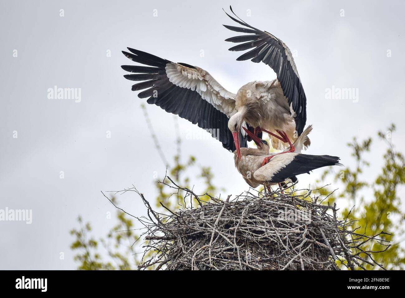 Störche lieben sich in ihrem Nest Stockfoto