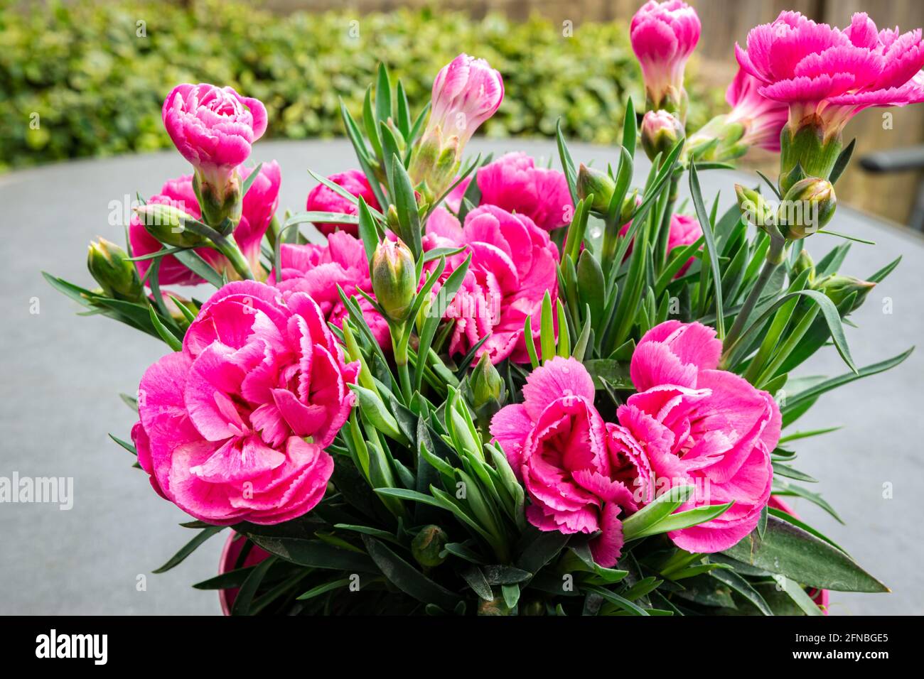 Detaillierte Abbildung der leuchtend rosa Blüten von Carnation OR Dianthus Stockfoto