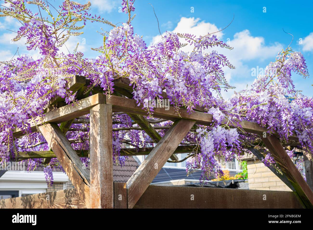 Die violett gefärbte Wisteria sinensis (Chinesische Wisteria) wächst auf einer Pergola Stockfoto