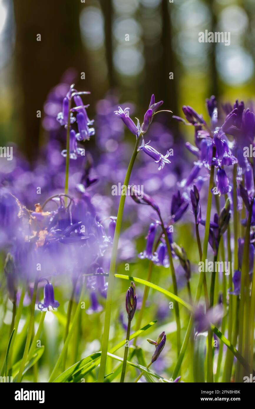 Blue Bells Nahaufnahme Stockfoto