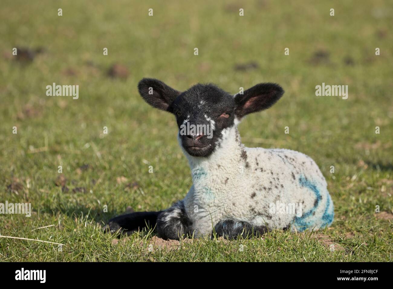 Lamm auf einem Grasfeld im Frühjahr, North Yorkshire, England, Vereinigtes Königreich Stockfoto