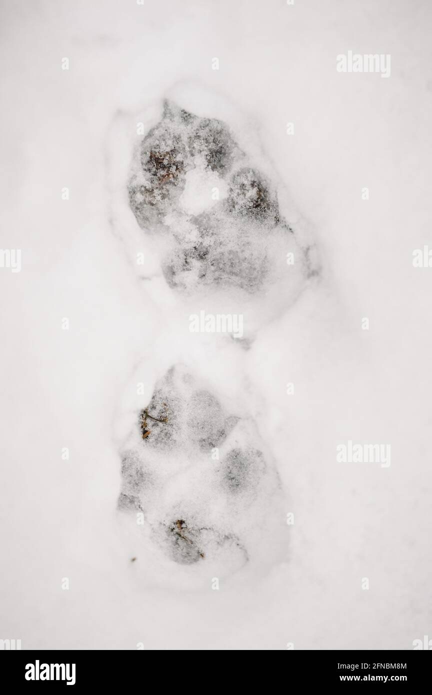 Nahaufnahme der Pfotenabdrücke eines Hundes im Schnee Wintersaison Stockfoto