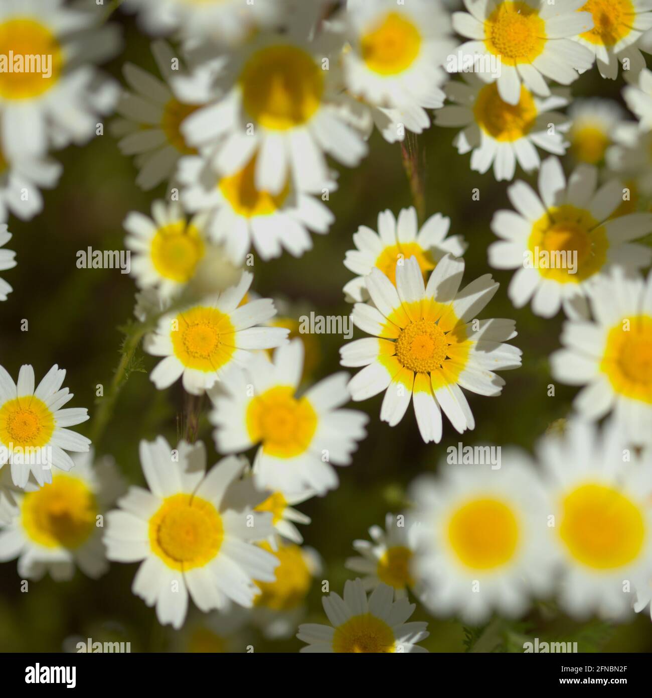 Flora von Gran Canaria - Glebioni coronaria, früher Chrysantheme coronarium genannt, Girlande Chrysantheme natürlichen Makro floralen Hintergrund Stockfoto