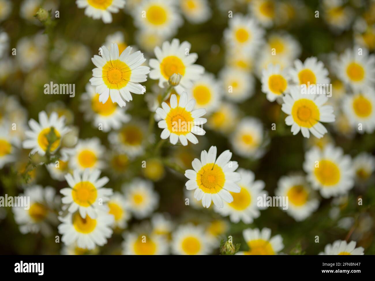 Flora von Gran Canaria - Glebioni coronaria, früher Chrysantheme coronarium genannt, Girlande Chrysantheme natürlichen Makro floralen Hintergrund Stockfoto