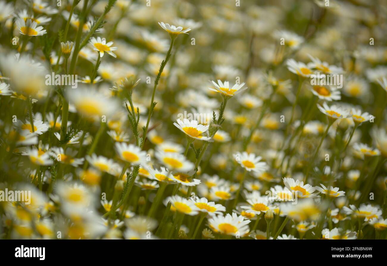 Flora von Gran Canaria - Glebioni coronaria, früher Chrysantheme coronarium genannt, Girlande Chrysantheme natürlichen Makro floralen Hintergrund Stockfoto