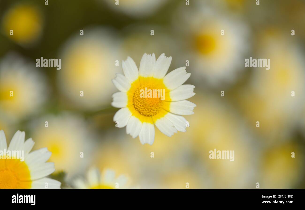 Flora von Gran Canaria - Glebioni coronaria, früher Chrysantheme coronarium genannt, Girlande Chrysantheme natürlichen Makro floralen Hintergrund Stockfoto