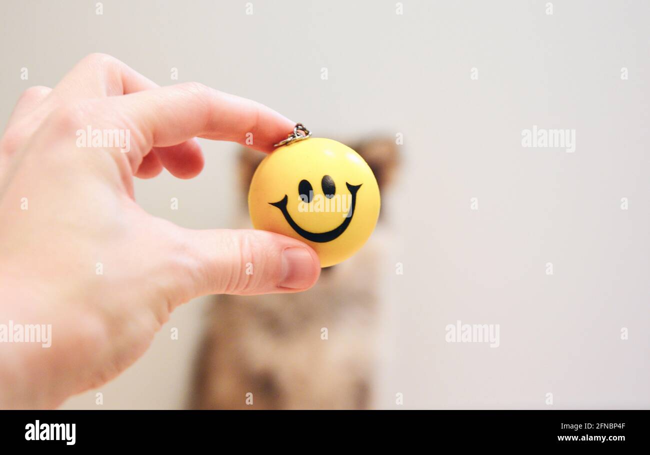 Lustiges Foto einer Person, die ein Smiley vor sich hält Des Gesichts eines Welpen Stockfoto