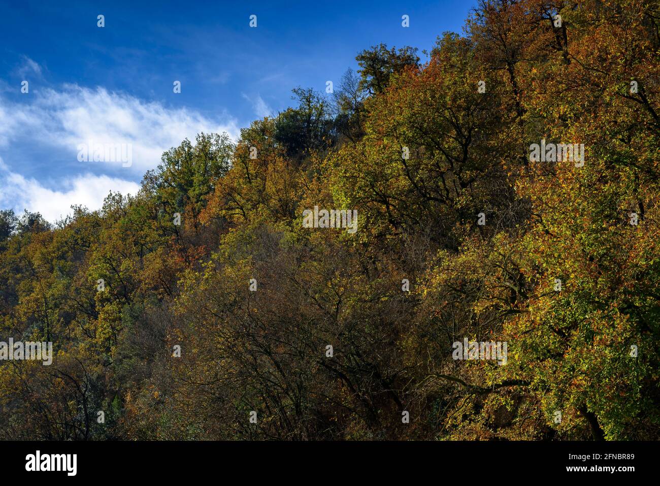 Wälder in der Nähe des Stausees Sau, in der Nähe des Wasserfalls Salt del Cabrit, im Herbst (Osona, Katalonien, Spanien) ESP: Bosques cerca del embalse de Sau Stockfoto