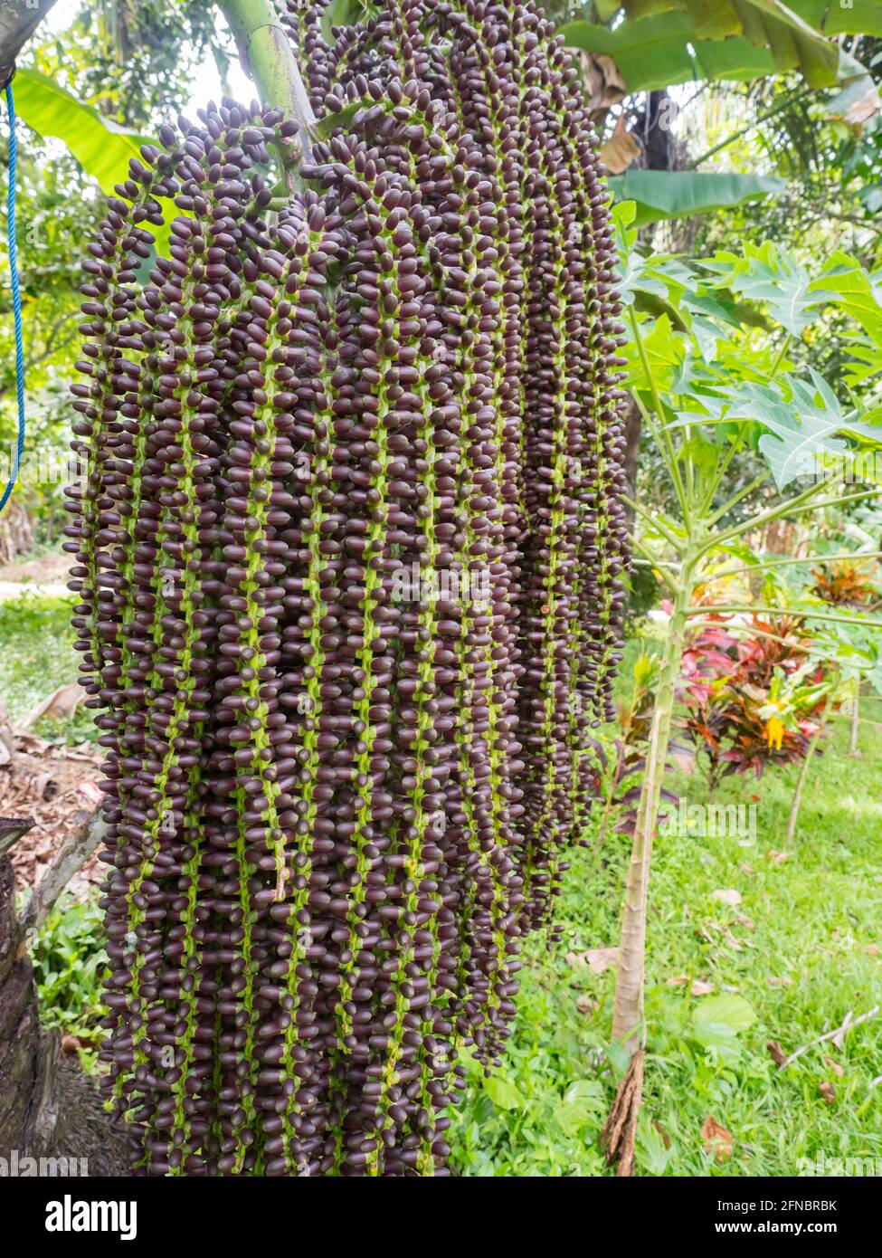 Mayang Baumfrucht. (Mayang pinang, Arenga pinnata) einer der Bäume, die zur Herstellung von Sopi verwendet wurden. Sopi ist ein beliebtes lokales Getränk auf den Maluku Inseln, Molukken, Stockfoto