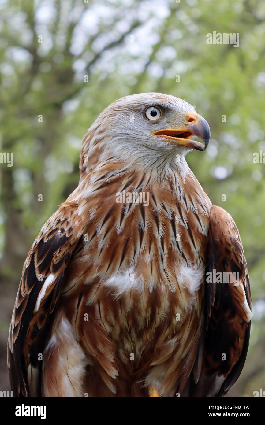 Rotmilan (Milvus Milvus) Stockfoto