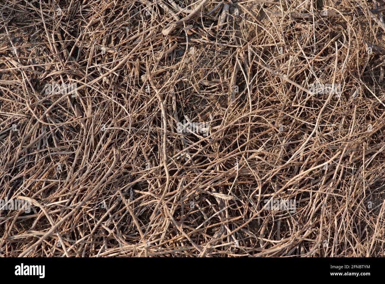 Totes Gras, Unkraut auf dem Boden, lebloser Ort Stockfoto