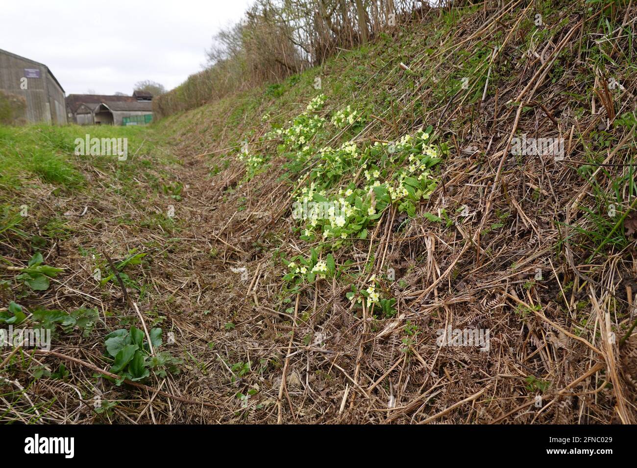 Primula Vulgaris die gemeine Primel, die in einem Graben in Sussex Südengland wächst Stockfoto