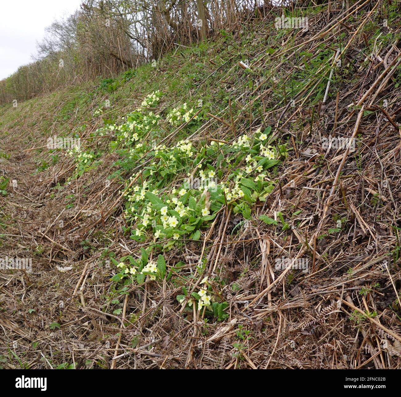 Primula Vulgaris die gemeine Primel, die in einem Graben in Sussex Südengland wächst Stockfoto