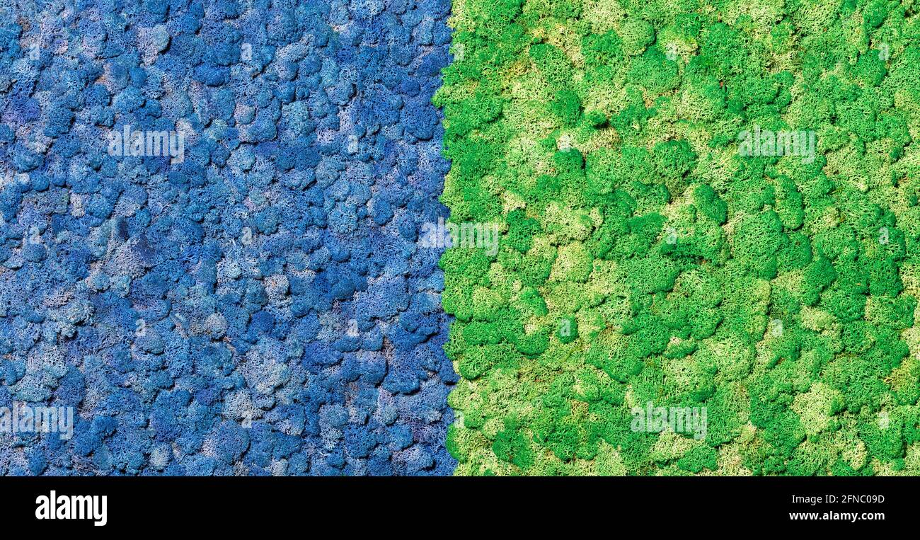 Stabilisiertes skandinavisches Trockenmoos in einer blauen und grünen Wandverkleidung als lebendiges Stück Natur im Innenraum. Stockfoto