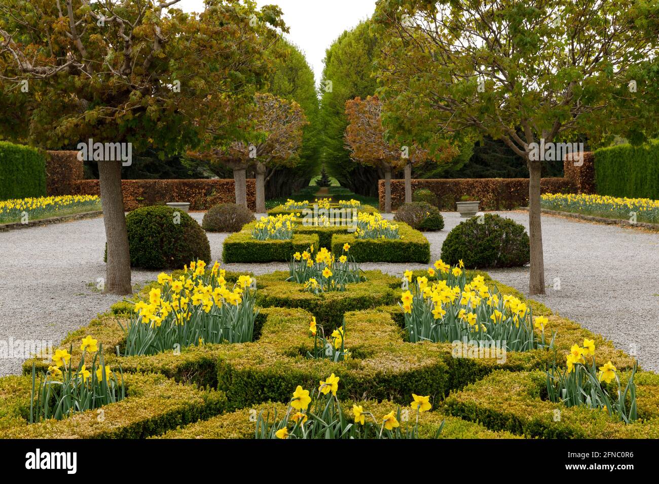 Kanada, Ontario, Niagarafälle, School of Horticulture. Mediterraner Parterre-Garten, im Frühjahr mit Narzissen bepflanzt. Stockfoto