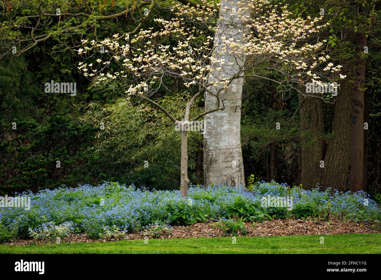 Kanada, Ontario, Niagara Falls, School of Horticulture, blühender Dogwood, Cornus Florida Stockfoto