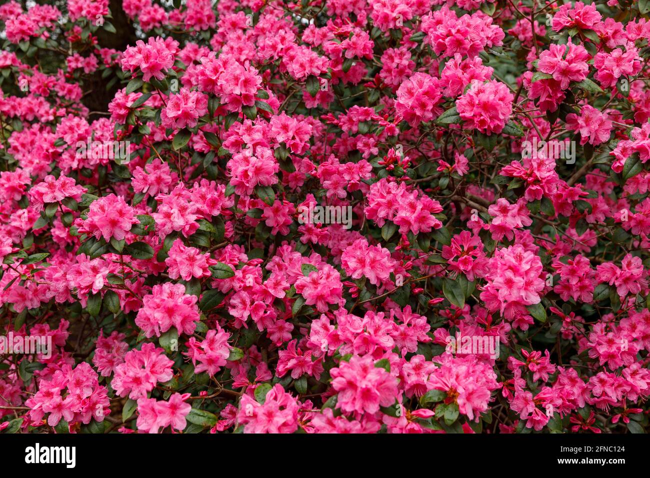 Kanada, Ontario, Niagara Falls, School of Horticulture, Rhododendron in Blüte 'Aglo', Variety. Ist eine sehr große Gattung von 1,024 Arten von Gehölzen Stockfoto