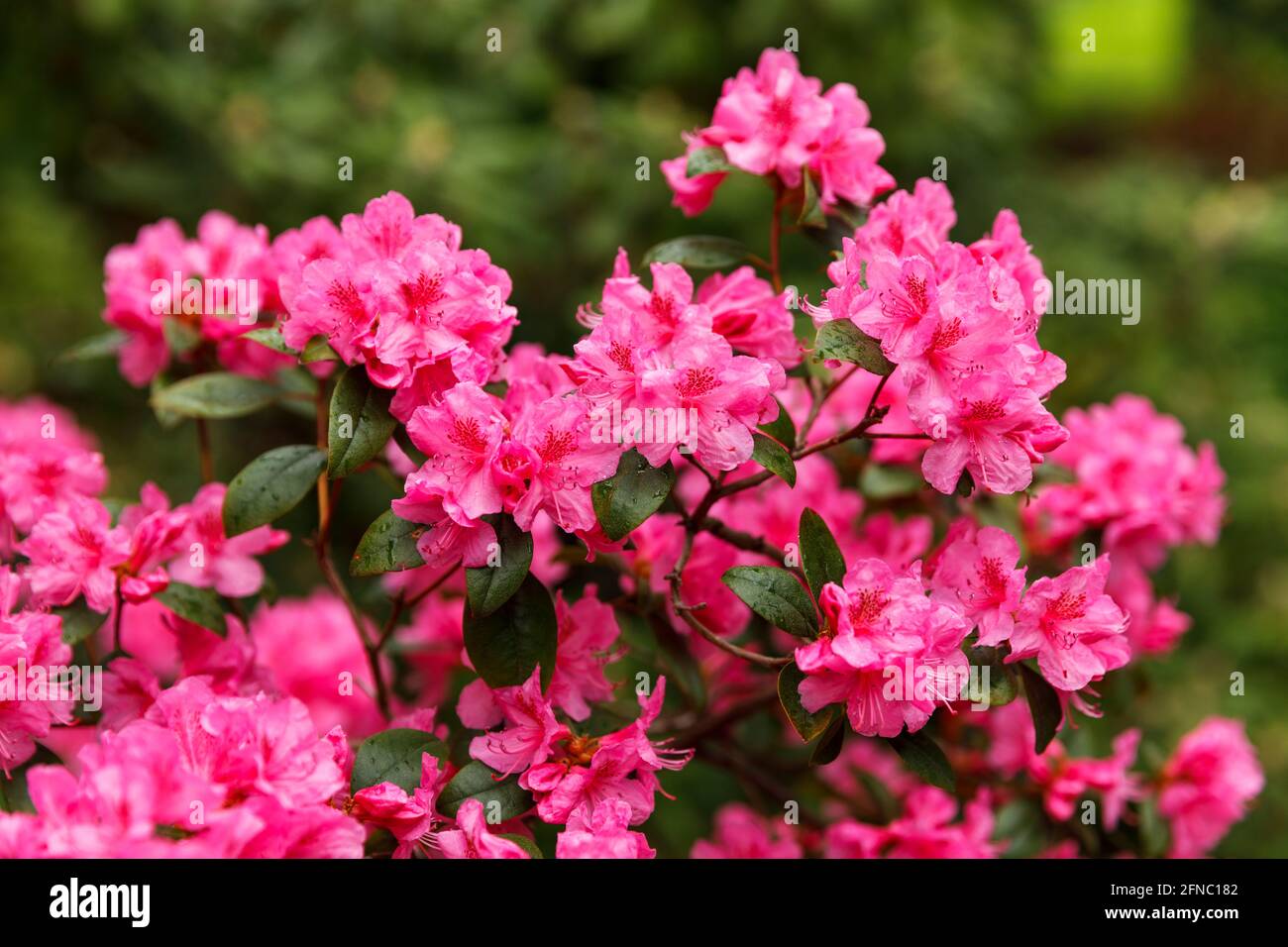 Kanada, Ontario, Niagara Falls, School of Horticulture, Rhododendron in Blüte 'Aglo', Variety. Ist eine sehr große Gattung von 1,024 Arten von Gehölzen Stockfoto