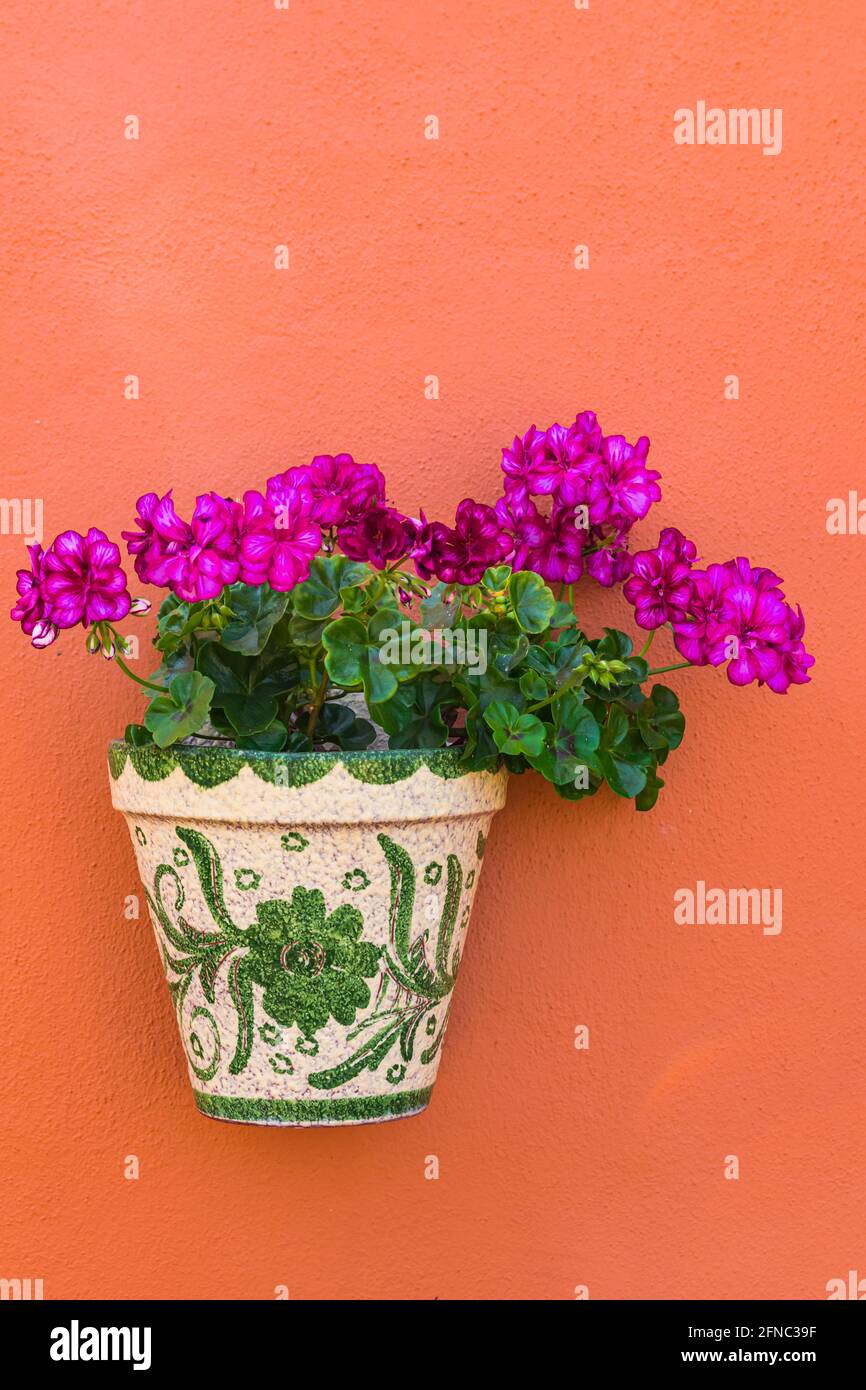 Violette Geranienblüten, die in einem weiß-grünen Keramiktopf blühen und an einer orangen Zementwand hängen Stockfoto