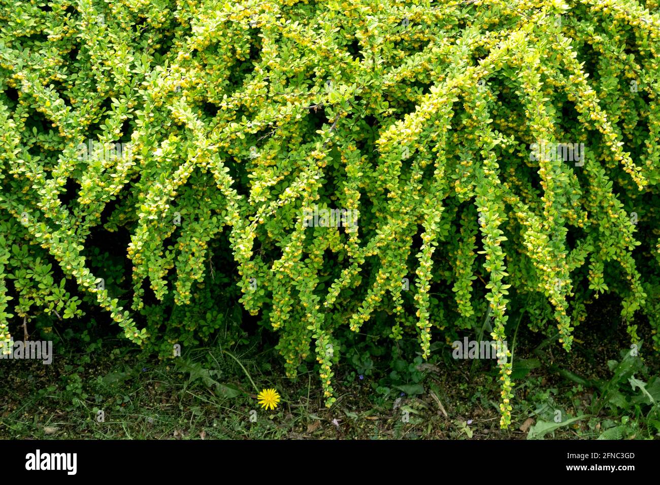 Japanischer Berberberberis Grüner Teppich Berberis thunbergii Grüner Teppich Laub Stockfoto Japanischer Berberberberis Grüner Teppich Berberis thunbergii Grüner Teppich Laub Stockfoto