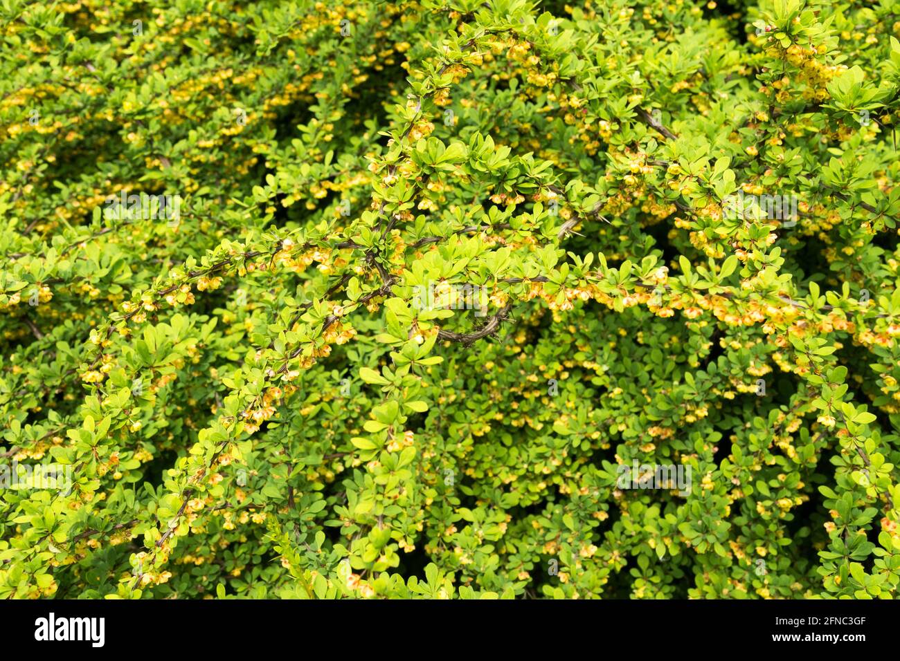 Japanischer Berberberberis Grüner Teppich Berberis thunbergii Grüner Teppich Laub Stockfoto Japanischer Berberberberis Grüner Teppich Berberis thunbergii Grüner Teppich Laub Stockfoto