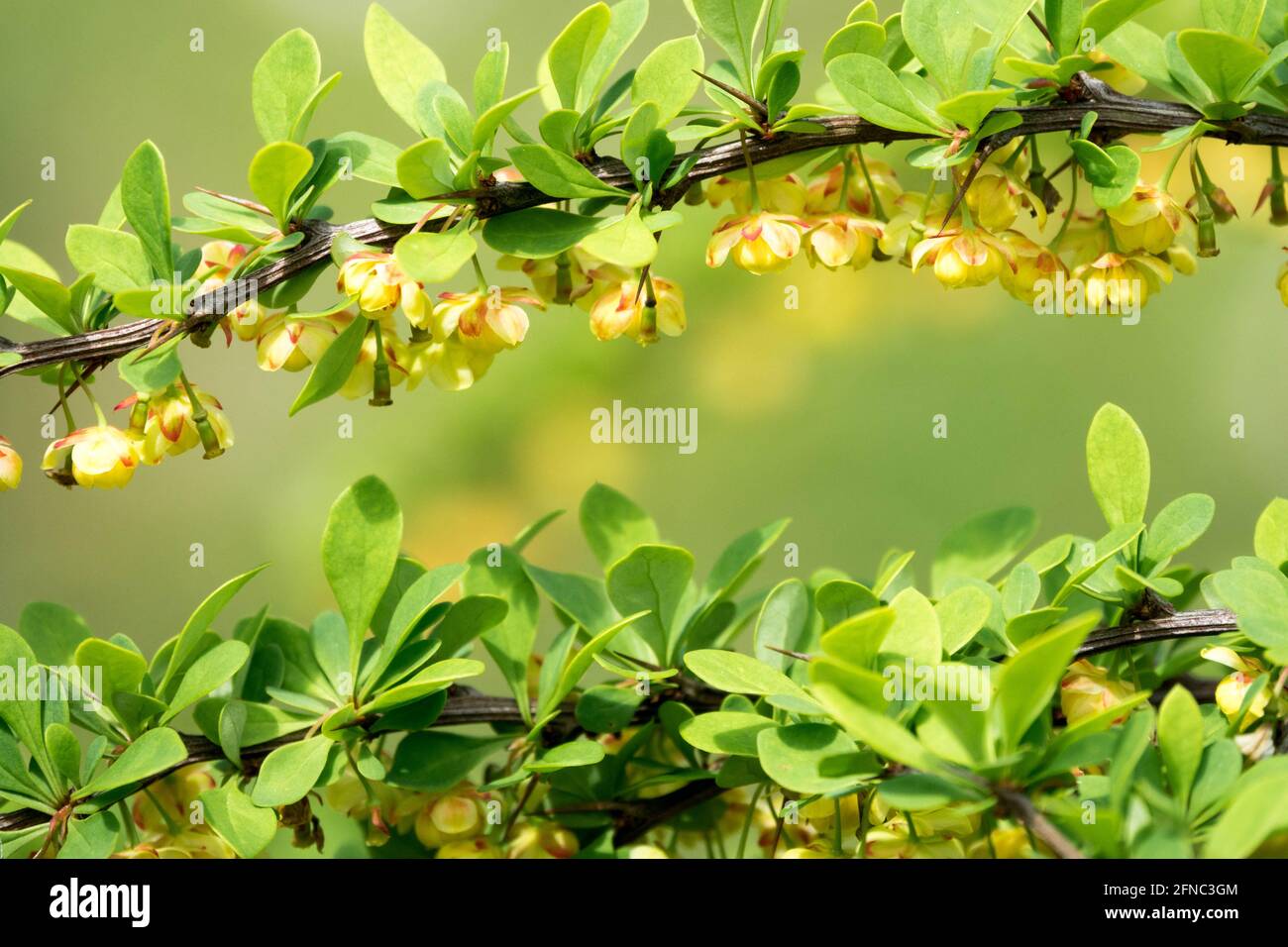 Japanischer Berberberis Grüner Teppich Berberis thunbergii Grüner Teppich Blume Blüht aus nächster Nähe Stockfoto Japanischer Berberberis Grüner Teppich Berberis thunbergii Grüner Teppich Blume Blüht aus nächster Nähe Stockfoto