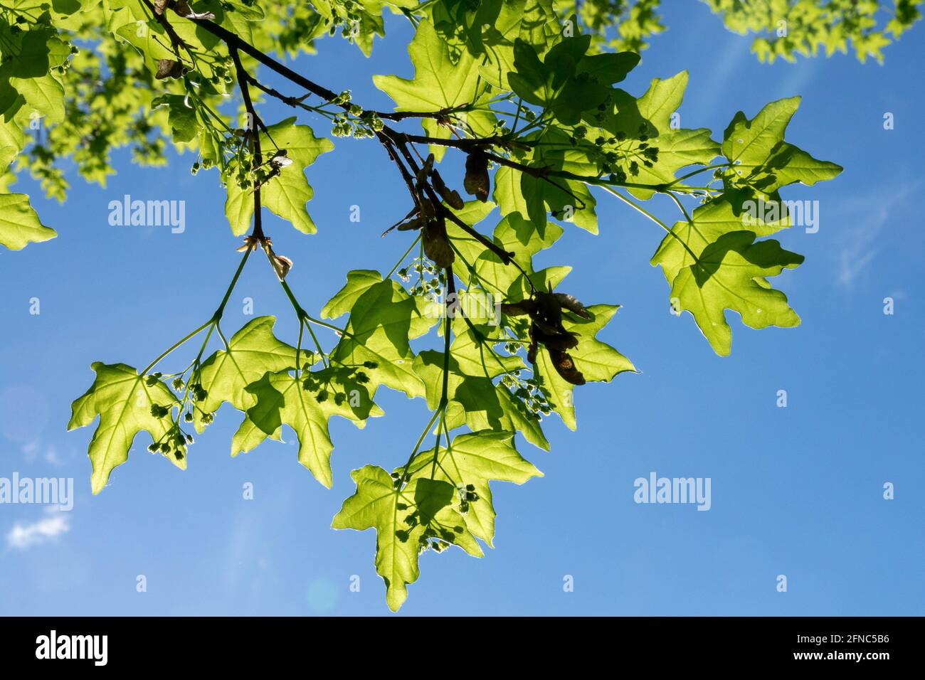 Feld Ahorn Blätter Acer campestre Laub Frühling Stockfoto
