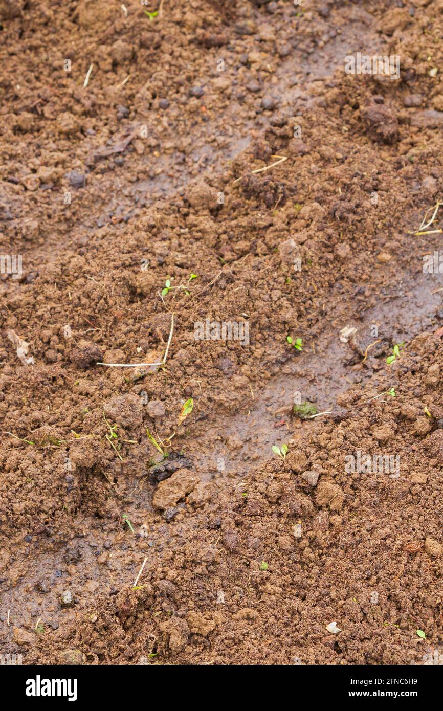 Land im Gewächshaus für die Pflanzung von Samen im Frühjahr Stockfoto