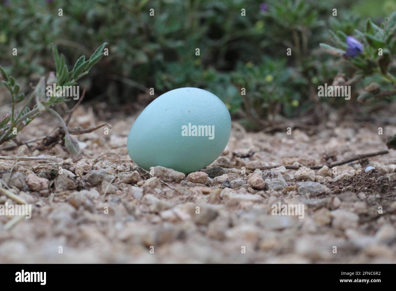 Robin's Ei wurde aus dem Nest gestohlen und von einem abgesetzt Blauer Jay Stockfoto