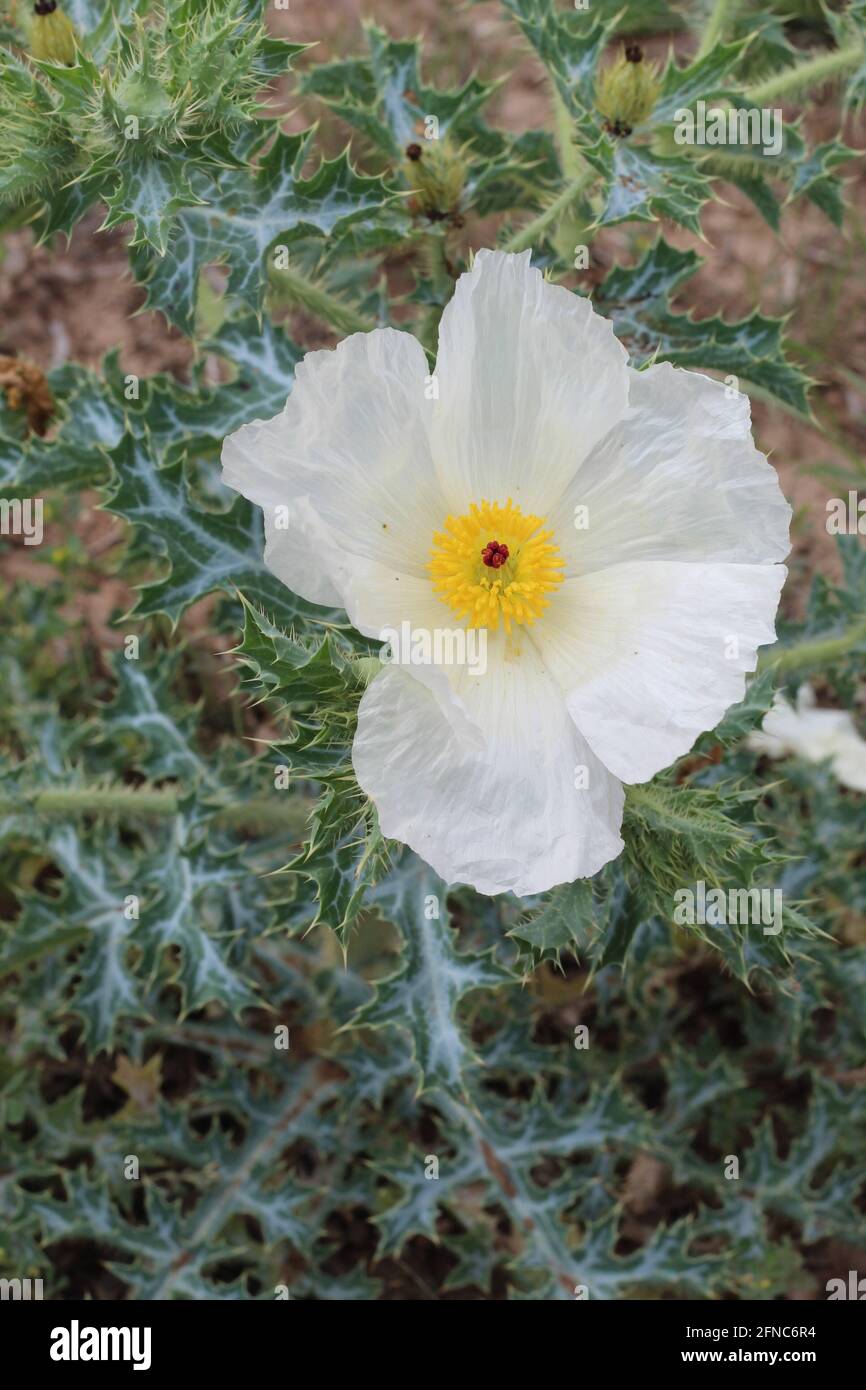 Weiße distel Fotos und Bildmaterial in hoher Auflösung Alamy