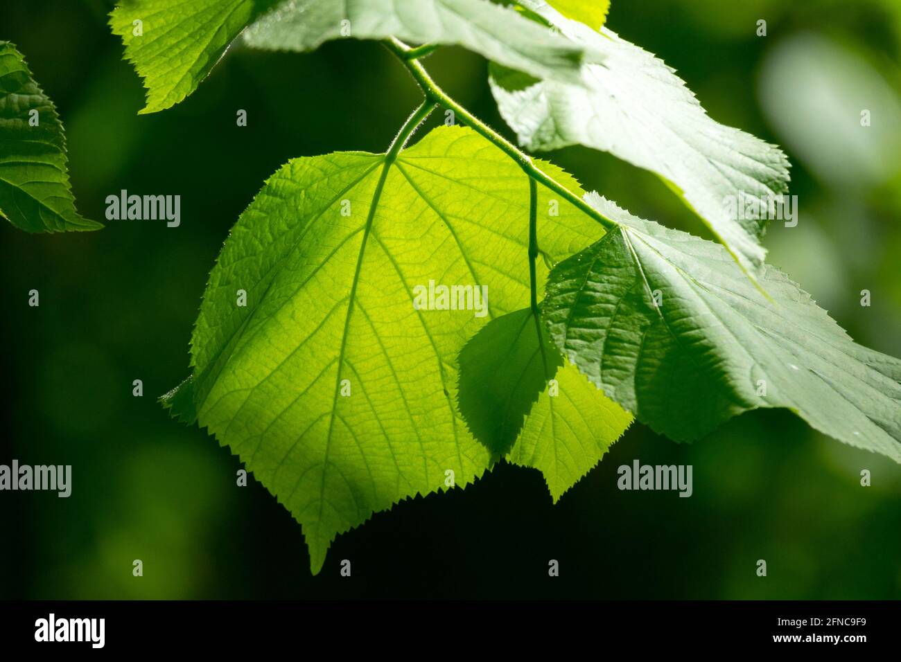 Sonnenlicht, das durch ein Blatt scheint Tilia platyphyllos großblättrige Leinenblätter Frühlingsgrün sonnig Stockfoto